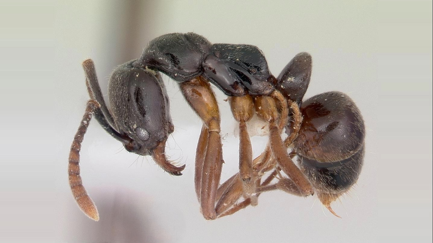 Asian needle ant (Brachyponera chinensis)