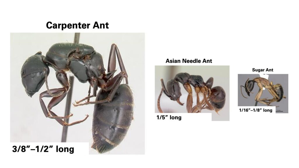 Graphic comparing the average sizes of carpenter ants, Asian needle ants and sugar ants.